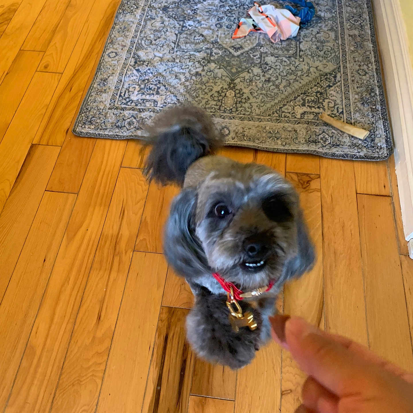 Support Lucky in Dog Photo Contest - Cash