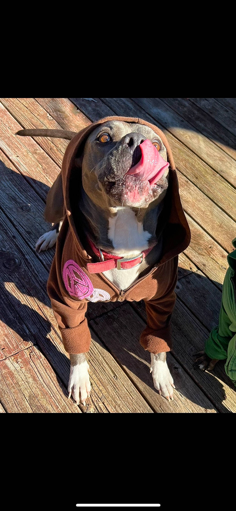 Stella Mae is registered to the contest to win money with this photo: bulldog, canidae, carnivore, collar, companion_dog, dog, dog_breed, dog_clothes, dog_collar, dog_supply, dog_walking, fashion_accessory, fawn, leash, liver, snout, sporting_group, wood, working_animal, wrinkle