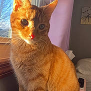 Jerry is registered to the contest to win money with this photo: cat, orange_tabby, sunlight, window, indoor, curious, pet, animal, feline, cozy, bedroom, curtain, whiskers, ears, portrait, domestic_cat, warm_light, sitting, furry, cute