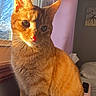 cat, orange_tabby, sunlight, window, indoor, curious, pet, animal, feline, cozy, bedroom, curtain, whiskers, ears, portrait, domestic_cat, warm_light, sitting, furry, cute