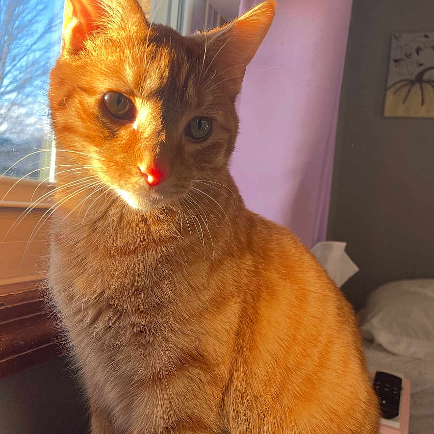 Jerry is registered to the contest to win money with this photo: cat, orange_tabby, sunlight, window, indoor, curious, pet, animal, feline, cozy, bedroom, curtain, whiskers, ears, portrait, domestic_cat, warm_light, sitting, furry, cute