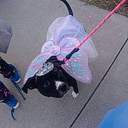 Bella Marie joined the competition — help win amazing prizes! animal, black_dog, blue_shoes, colorful_pants, costume, cute, dog, dress_up, fairy_wings, grass, leash, outdoor, person, pet, pink, playful, puppy, sidewalk, tiara, walking