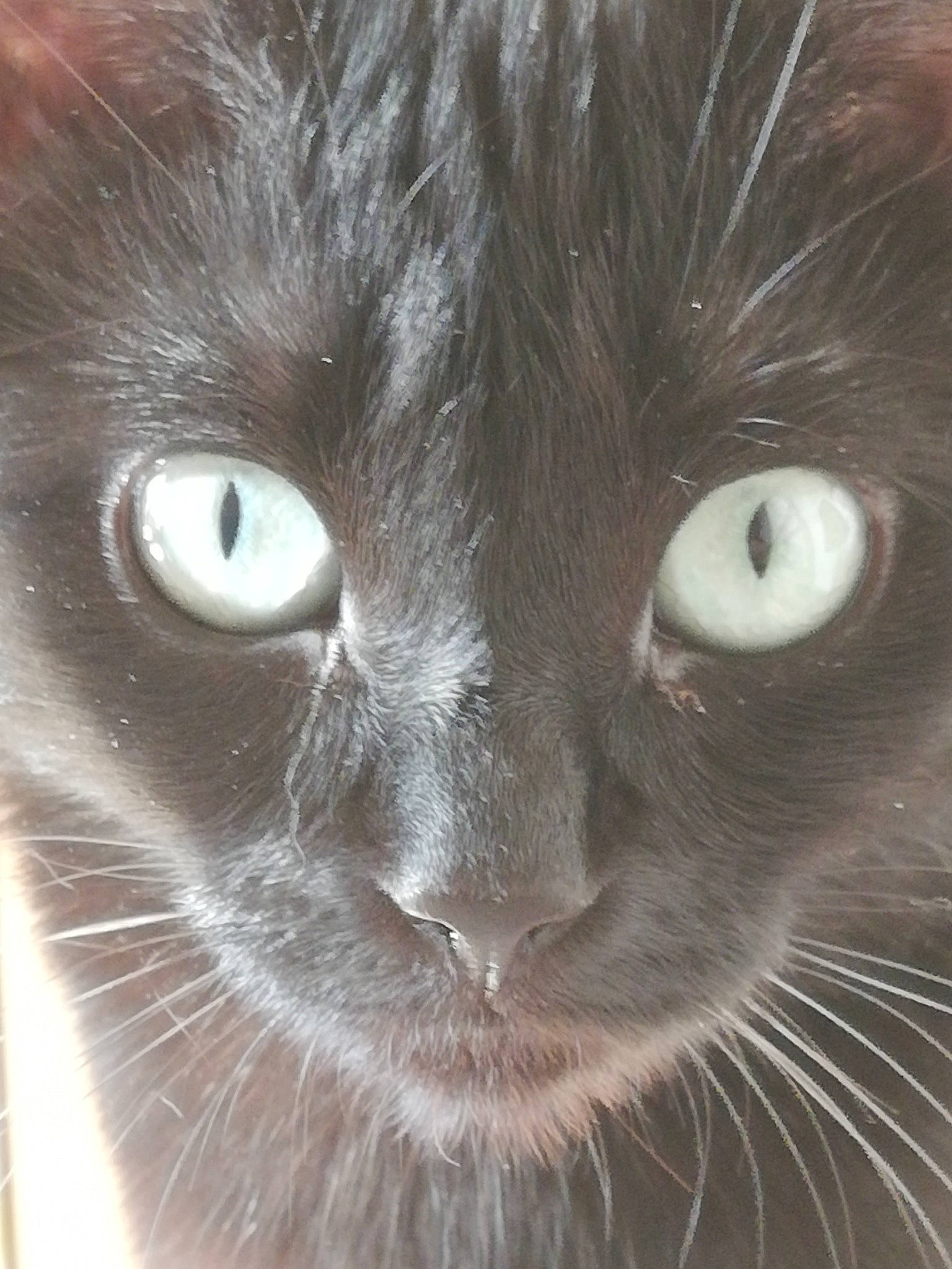 Gnou participe au concours pour gagner de l'argent avec cette photo : black_cat, carnivore, cat, close_up, domestic_short_haired_cat, ear, eye, felidae, fur, hair, iris, mammal, no_expression, small_to_medium_sized_cats, snout, terrestrial_animal, vertebrate, whiskers