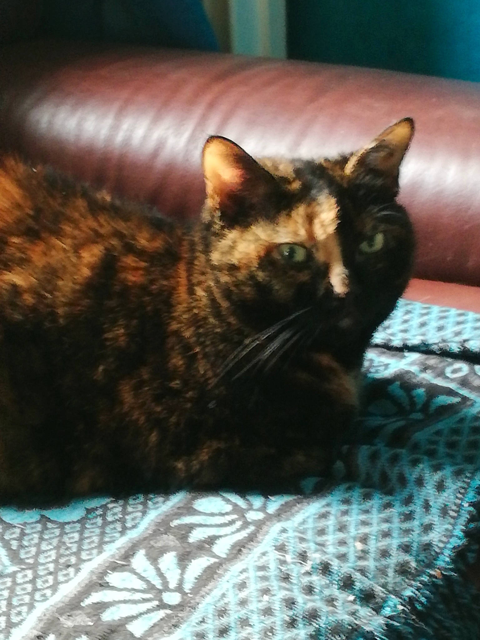 Mimie participe au concours pour gagner de l'argent avec cette photo : carnivore, cat, cat_supply, claw, comfort, domestic_short_haired_cat, felidae, fur, linens, pattern, pet_supply, picture_frame, sitting, small_to_medium_sized_cats, snout, tail, terrestrial_animal, textile, whiskers, window