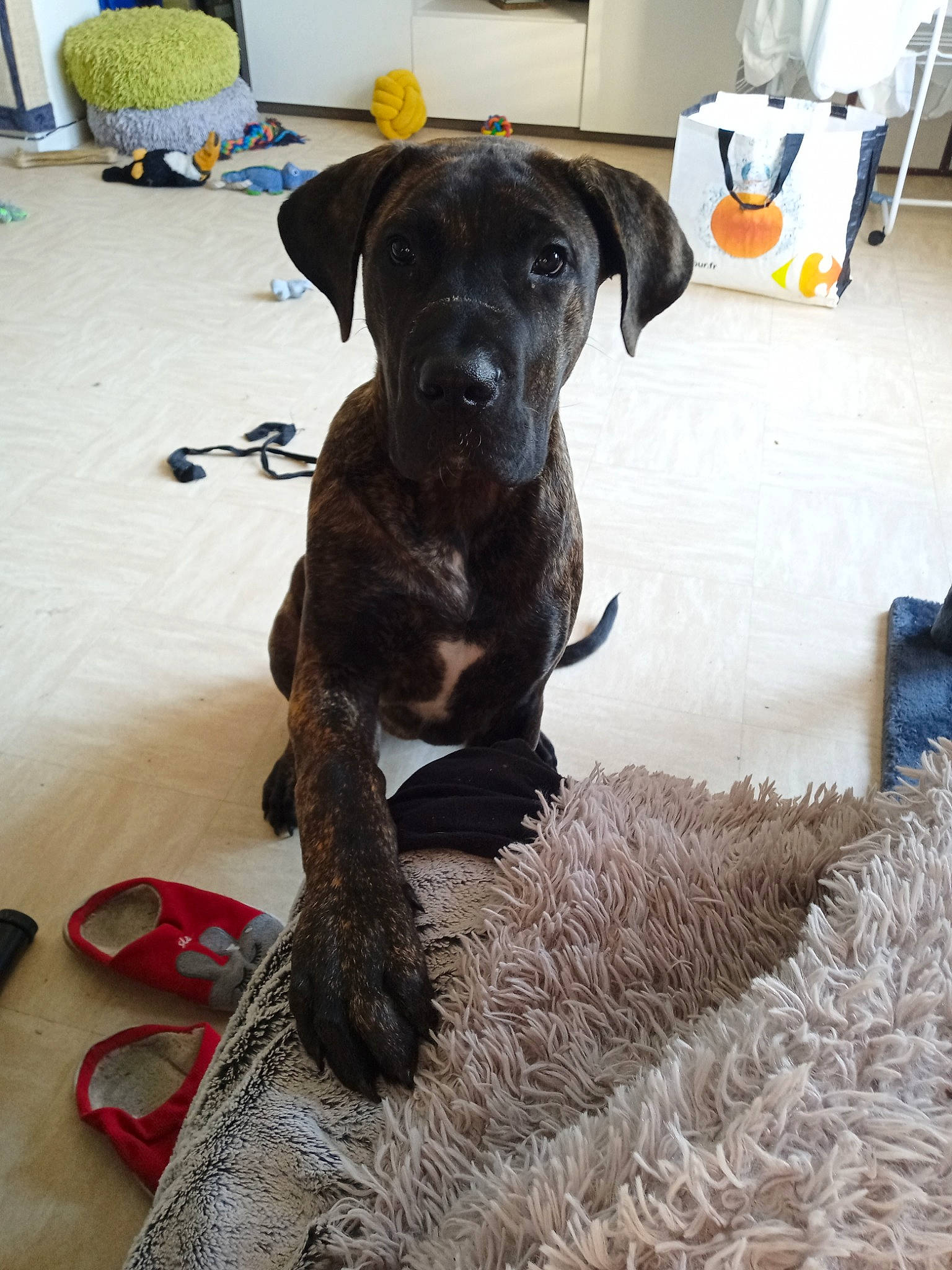 Rio participe au concours pour gagner de l'argent avec cette photo : borador, canidae, carnivore, chair, collar, companion_dog, dog, dog_breed, dog_collar, dog_supply, fawn, flooring, fur, guard_dog, liver, pet_supply, snout, sporting_group, tail, working_animal