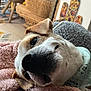 animal, bandana, blanket, close_up, colorful_wall_art, comfort, cozy, dog, eyes, fluffy, fur, home_decor, indoor, nose, pet, portrait, relaxed, resting, snout, woven_basket