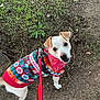 Charlie participe au concours pour gagner de l'argent avec cette photo : animal, canine, christmas_sweater, cute_dog, dirt, dog, ears, festive, four_legs, fur, grass, holiday_clothing, leash, looking_up, nature, outdoor, pet, red_bandana, small_dog, walking