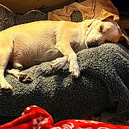 Charlie a rejoint le concours — aidez-le/la à gagner de superbes lots ! animal, bed, blanket, canine, comfort, cozy, dog, domestic, floor, fur, indoor, light, paw, peaceful, pet_bed, relaxed, resting, sleeping, soft, warm