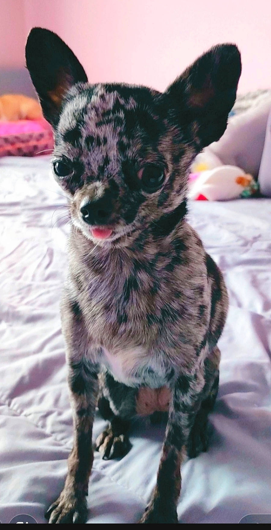 Plume a rejoint le concours — aidez-le/la à gagner de superbes lots ! canidae, carnivore, chihuahua, collar, companion_dog, dog, dog_breed, ear, fawn, fur, non_sporting_group, pattern, paw, snout, sporting_group, tail, terrestrial_animal, toy_dog, whiskers, working_animal