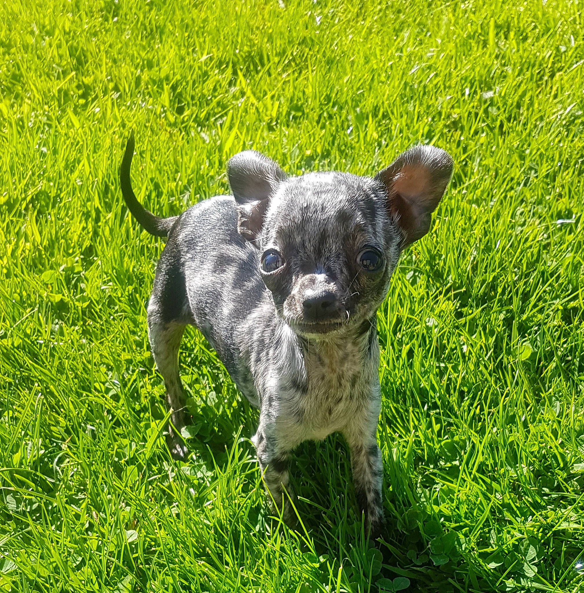 Plume participe au concours pour gagner de l'argent avec cette photo : american_hairless_terrier, australian_stumpy_tail_cattle_dog, canidae, carnivore, chihuahua, companion_dog, dog, dog_breed, grass, mammal, plant, puppy, rare_breed_dog, snout, sporting_group, vertebrate
