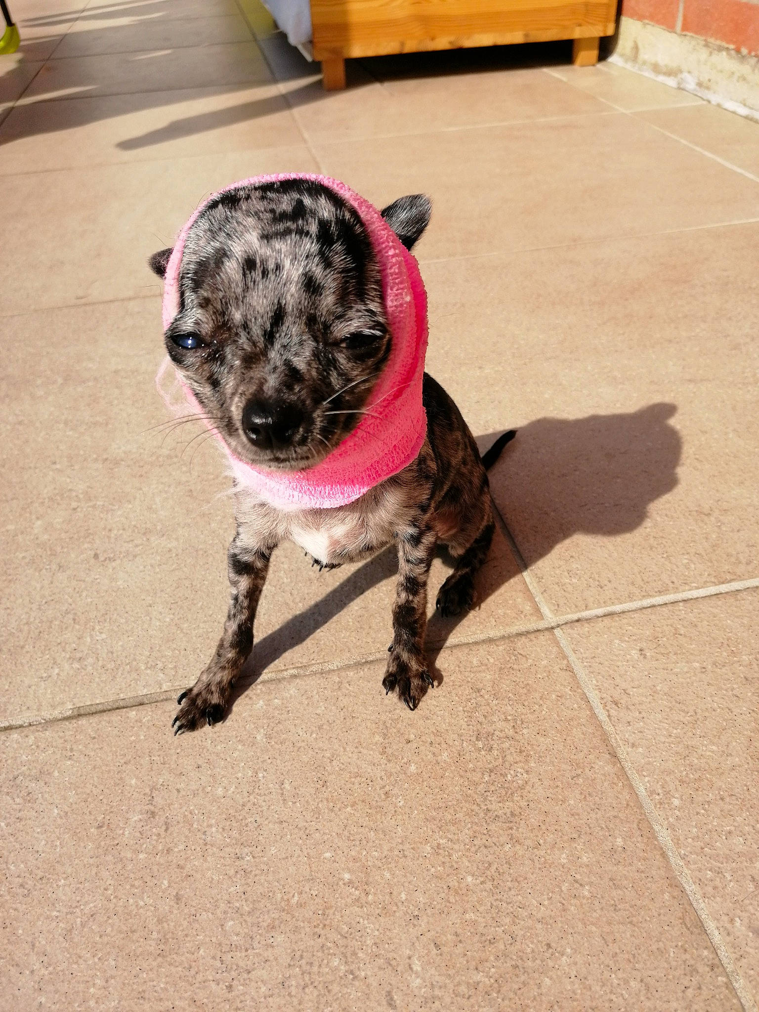 Plume a rejoint le concours — aidez-le/la à gagner de superbes lots ! american_bulldog, canidae, carnivore, dog, dog_breed, fawn, great_dane, louisiana_catahoula_leopard_dog, mammal, non_sporting_group, puppy, snout, sporting_group, tail, working_dog