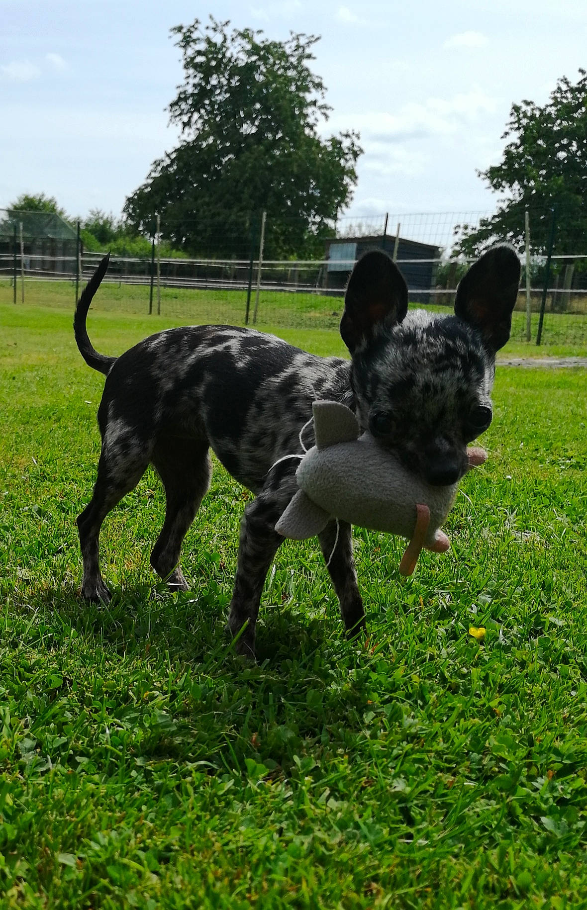Plume participe au concours pour gagner de l'argent avec cette photo : canidae, carnivore, dog, dog_breed, dutch_shepherd_dog, hunting_dog, lawn, mammal, non_sporting_group, sculpture, sporting_group, tail, vertebrate, working_dog