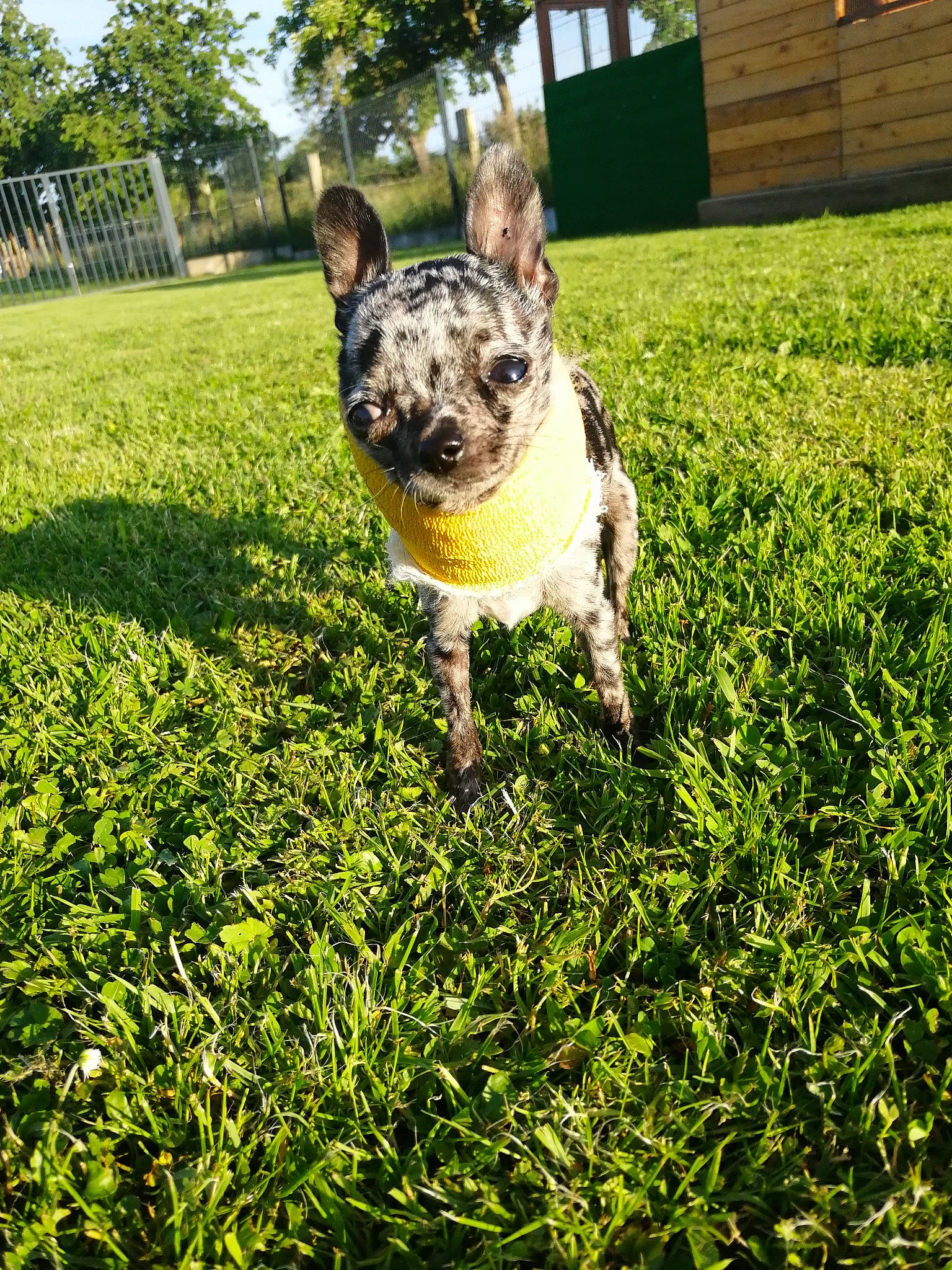 Plume participe au concours pour gagner de l'argent avec cette photo : australian_cattle_dog, canidae, carnivore, companion_dog, dog, dog_breed, fawn, french_bulldog, grass, green, lawn, mammal, non_sporting_group, plant, puppy, texas_heeler, vertebrate
