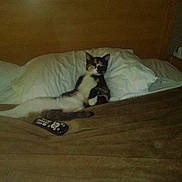 Ms. Dee is registered to the contest to win money with this photo: cat, bed, pillow, remote_control, feline, animal, indoor, relaxed, resting, brown_blanket, wooden_headboard, sleeping_area, home, pet, cozy, domestic, fur, whiskers, ears, tail