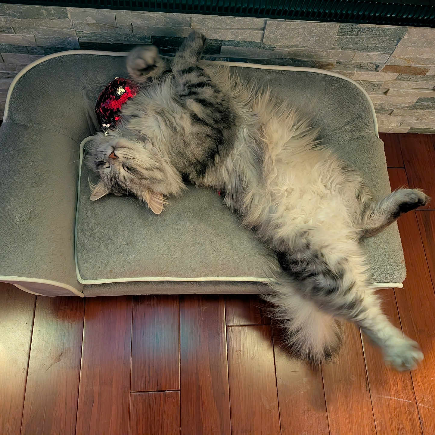 Bagel joined the competition — help win amazing prizes! animal, architecture, building, canine, cat, chair, couch, dog, furniture, hardwood, indoors, interiordesign, kitten, livingroom, manx, person, pet, room, sleeping, wood