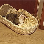 Salsa participe au concours pour gagner de l'argent avec cette photo : cat, basket, indoor, wooden_floor, relaxed, pet, animal, feline, wicker, resting, cozy, door, floor, fur, tabby, cute, domestic, sleepy, quiet, home