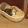 cat, basket, indoor, wooden_floor, relaxed, pet, animal, feline, wicker, resting, cozy, door, floor, fur, tabby, cute, domestic, sleepy, quiet, home