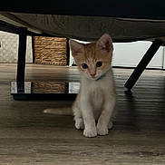 Simon joined the competition — help win amazing prizes! kitten, cat, orange_and_white, collar, floor, wooden_floor, furniture, basket, indoor, pet, small, young, cute, animal, domestic, flooring, legs, sitting, curious, home