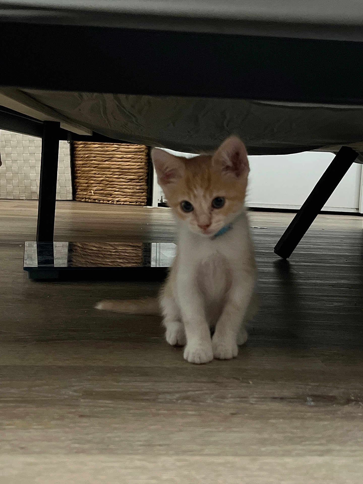 Simon joined the competition — help win amazing prizes! kitten, cat, orange_and_white, collar, floor, wooden_floor, furniture, basket, indoor, pet, small, young, cute, animal, domestic, flooring, legs, sitting, curious, home