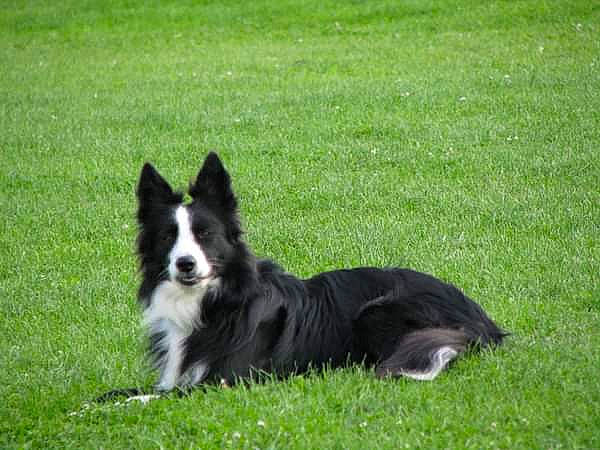 Pixel participe au concours pour gagner de l'argent avec cette photo : border_collie, canidae, carnivore, companion_dog, dog, dog_breed, dog_sports, grass, grassland, groundcover, herding_dog, lawn, plant, russo_european_laika, sporting_group, working_dog