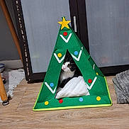 Simba participe au concours pour gagner de l'argent avec cette photo : cat, tent, christmas_tree, decorations, star, blanket, wooden_floor, indoor, pet, black_and_white, curious, cozy, furniture, cabinet, home, flooring, soft, animal, playful, triangular