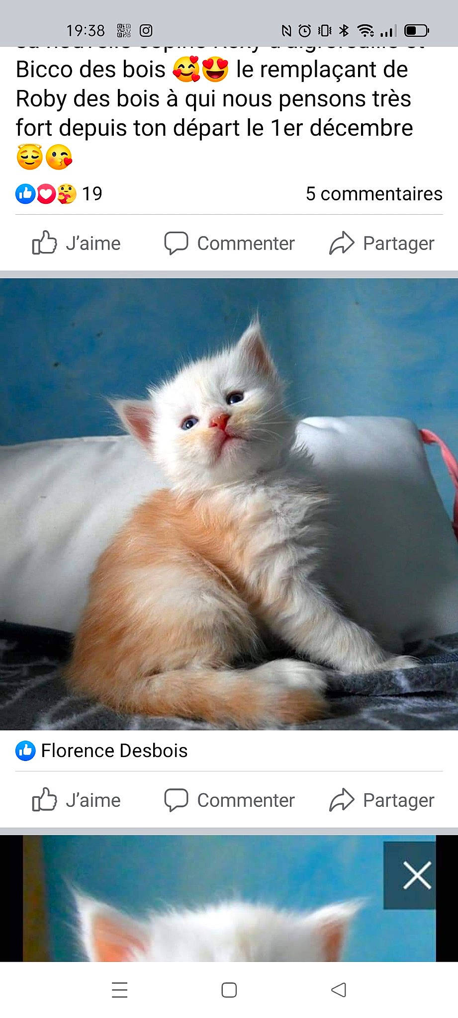 Ryder participe au concours pour gagner de l'argent avec cette photo : adaptation, carnivore, cat, comfort, fawn, felidae, font, fur, organism, paw, photo_caption, photograph, screenshot, small_to_medium_sized_cats, snapshot, snout, technology, terrestrial_animal, whiskers, white