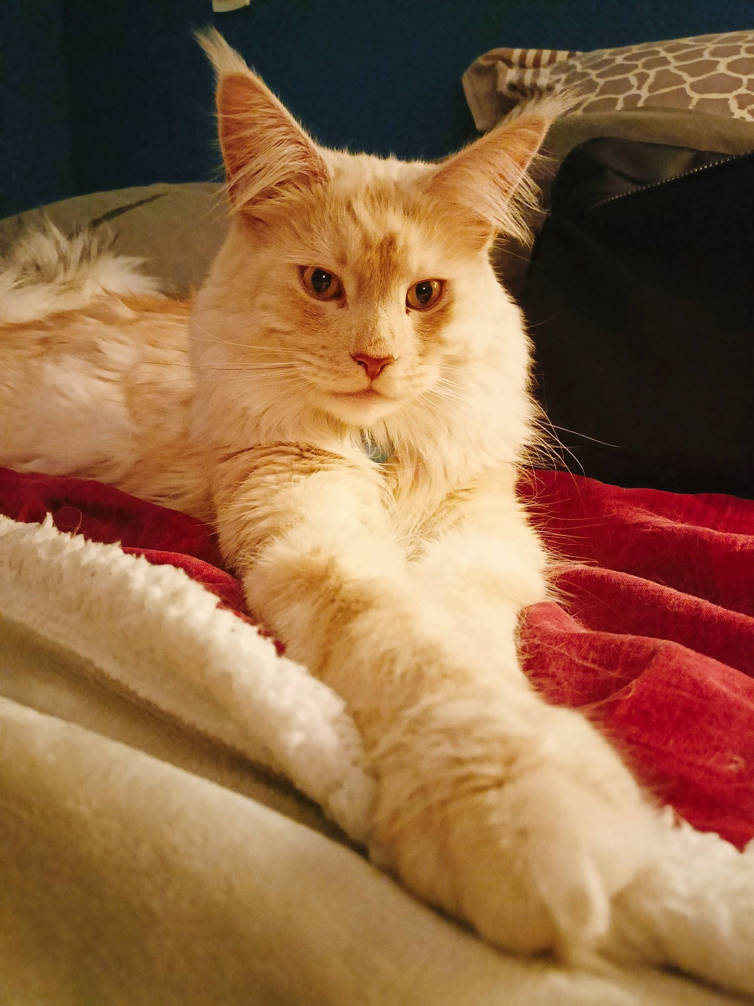 Ryder participe au concours pour gagner de l'argent avec cette photo : bed, carnivore, cat, cat_supply, claw, comfort, domestic_short_haired_cat, fawn, felidae, fur, paw, sitting, small_to_medium_sized_cats, snout, tail, whiskers