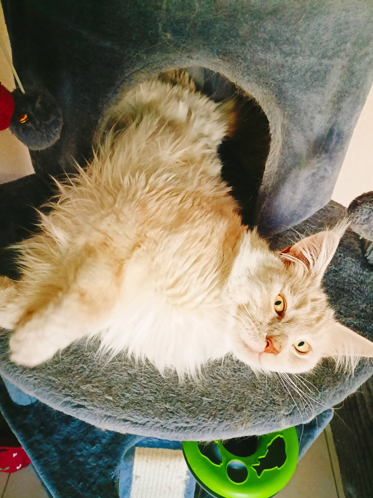 Ryder a rejoint le concours — aidez-le/la à gagner de superbes lots ! carnivore, cat, claw, domestic_short_haired_cat, fashion_accessory, fawn, felidae, foot, fur, hair, human_leg, lap, mammal, paw, sitting, small_to_medium_sized_cats, snout, sunglasses, tail, whiskers