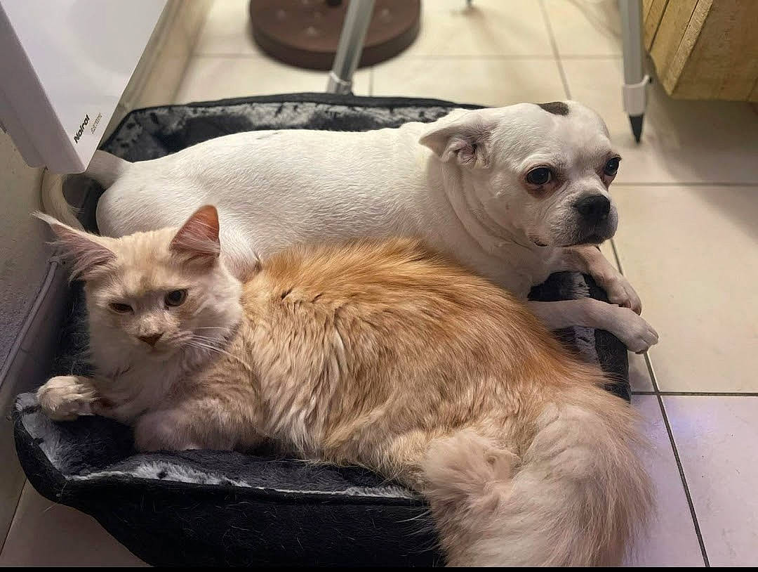 Ryder a rejoint le concours — aidez-le/la à gagner de superbes lots ! carnivore, cat, collar, comfort, companion_dog, couch, dog, dog_breed, dog_supply, domestic_short_haired_cat, fawn, felidae, fur, paw, small_to_medium_sized_cats, snout, tail, toy_dog, whiskers, working_animal