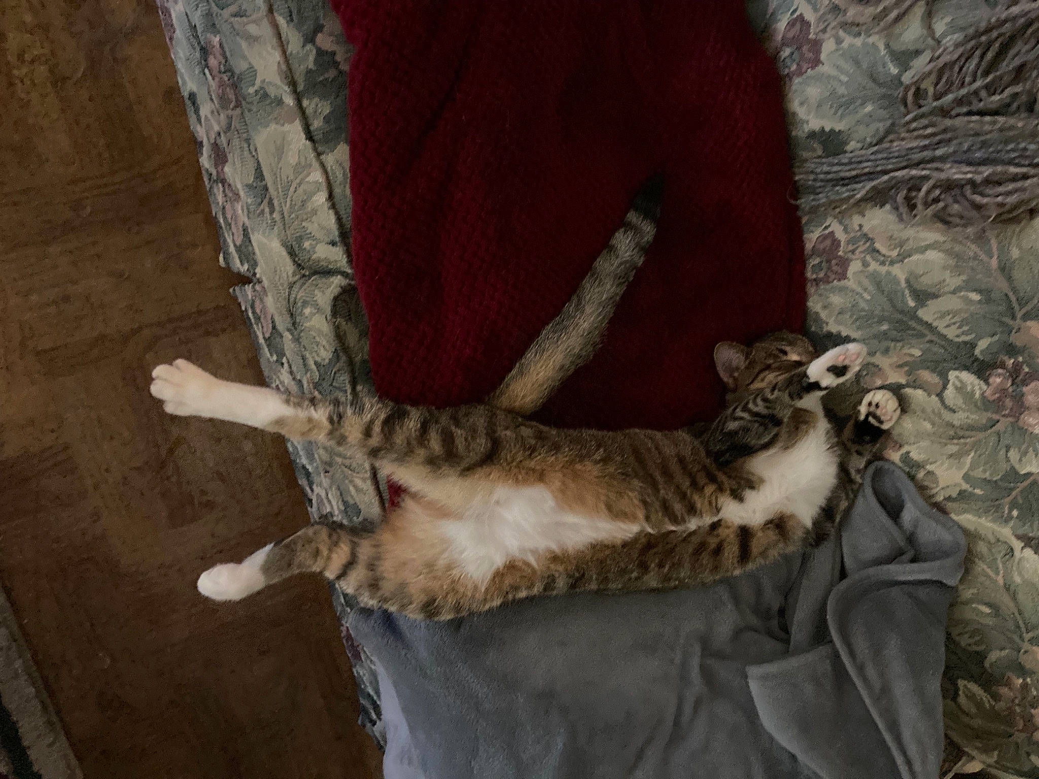 Cloe joined the competition — help win amazing prizes! brown, canidae, carnivore, cat, claw, comfort, dog_breed, domestic_short_haired_cat, fawn, felidae, fur, grey, human_leg, paw, small_to_medium_sized_cats, tail, tree, whiskers, wood