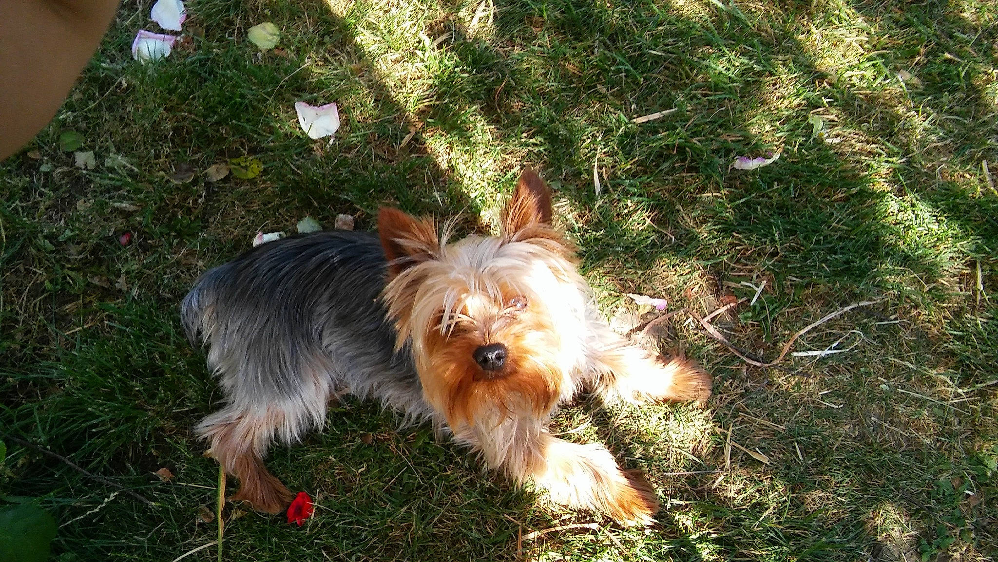 Tito a rejoint le concours — aidez-le/la à gagner de superbes lots ! australian_silky_terrier, australian_terrier, biewer_terrier, bosnian_coarse_haired_hound, cairn_terrier, canidae, carnivore, companion_dog, dog, dog_breed, grass, mammal, norwich_terrier, small_terrier, sporting_group, sporting_lucas_terrier, terrier, toy_dog, vertebrate, yorkshire_terrier