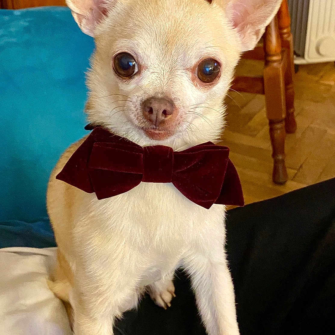 Lola participe au concours pour gagner de l'argent avec cette photo : accessories, animal, bowtie, canine, chihuahua, dog, formalwear, pet, puppy, tie, whitedog