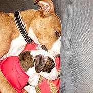 Alice participe au concours pour gagner de l'argent avec cette photo : dog, puppy, sleeping, snuggling, couch, blanket, collar, closeup, brown_fur, white_fur, paw, ear, nose, pet, domestic_animal, red_shirt, cozy, texture, muzzle, resting