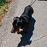 Hank joined the competition — help win amazing prizes! dog, dachshund, leash, pavement, sidewalk, shadow, sunlight, outdoor, greenery, plant, pet, walking, animal, canine, daylight, nature, small_dog, tongue_out, black_dog, brown_dog