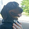 dog, dachshund, pet, car, window, hand, person, collar, tongue_out, happy, seat, plaid_shirt, animal, inside, daylight, travel, companion, cute, closeup, domestic_animal