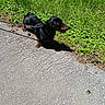 Hank is registered to the contest to win money with this photo: dog, dachshund, leash, pavement, grass, outdoor, sunlight, shadow, pet, animal, canine, walking, nature, small_dog, black_dog, brown_markings, side_view, summer, daytime, curious