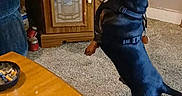 Hank joined the competition — help win amazing prizes! dog, dachshund, pet, indoor, carpet, table, hand, cup, cabinet, wooden_furniture, person, black_sleeve, sniffing, small_dog, domestic, animal, floor, leash, curiosity, side_view