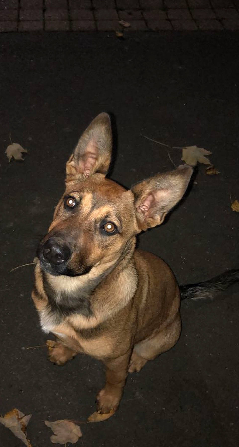 Sayko participe au concours pour gagner de l'argent avec cette photo : canidae, carnivore, companion_dog, darkness, dog, dog_breed, ear, event, fawn, fur, sporting_group, terrestrial_animal, toy_dog, whiskers, working_animal, working_dog