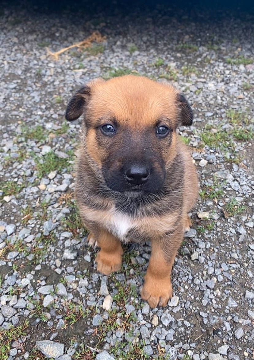 Sayko a rejoint le concours — aidez-le/la à gagner de superbes lots ! canidae, carnivore, companion_dog, dog, dog_breed, fawn, grass, paw, plant, puppy, sporting_group, street_dog, terrestrial_animal, whiskers, working_dog