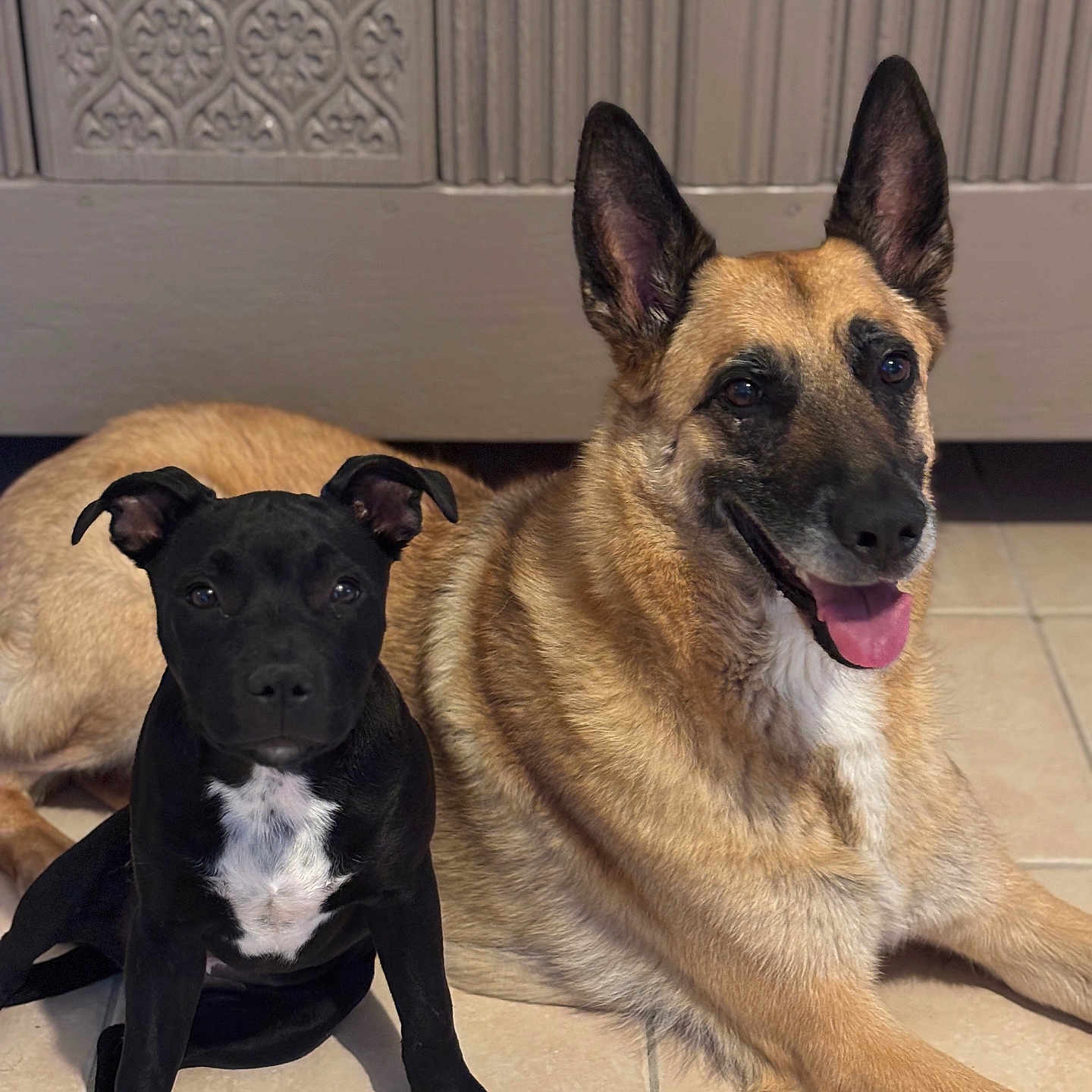 Blue Et Osko participe au concours pour gagner de l'argent avec cette photo : dog, puppy, black_dog, tan_dog, german_shepherd, tile_floor, indoor, pets, animal, companion, cute, sitting, portrait, looking_at_camera, happy, ears_up, two_dogs, floor, cabinet, domestic