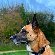 Blue Et Osko participe au concours pour gagner de l'argent avec cette photo : dog, canine, pet, animal, outdoor, nature, grass, sky, trees, profile, fur, collar, leash, alert, ears, brown, black, white, portrait, daylight