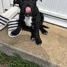 Blue Et Osko a rejoint le concours — aidez-le/la à gagner de superbes lots ! puppy, dog, black_dog, tongue_out, slippers, concrete, grass, outdoor, pet, cute, animal, sitting, white_chest, playful, young_dog, footwear, step, daylight, tongue, nose