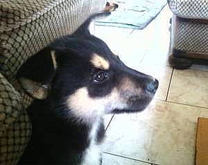 Nala a rejoint le concours — aidez-le/la à gagner de superbes lots ! canidae, carnivore, chihuahua, comfort, companion_dog, corgi_chihuahua, dog, dog_breed, dog_supply, flooring, fur, hardwood, non_sporting_group, pattern, paw, terrestrial_animal, toy_dog, whiskers, working_animal, working_dog