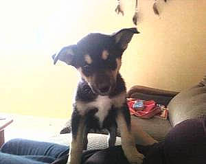 Nala participe au concours pour gagner de l'argent avec cette photo : carnivore, comfort, companion_dog, dog, dog_breed, dog_supply, ear, fur, guard_dog, herding_dog, non_sporting_group, paw, puppy, sporting_group, terrestrial_animal, terrier, toy_dog, whiskers, working_animal, working_dog