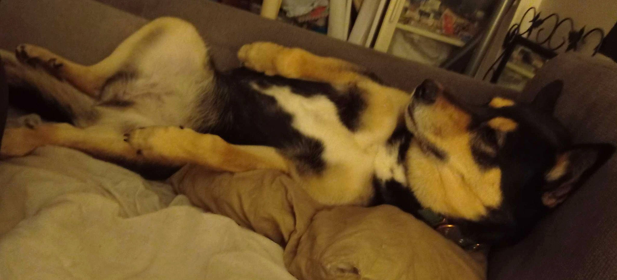 Nala a rejoint le concours — aidez-le/la à gagner de superbes lots ! canidae, carnivore, comfort, companion_dog, dog, dog_breed, domestic_short_haired_cat, felidae, fur, linens, nap, non_sporting_group, paw, sleep, small_to_medium_sized_cats, sporting_group, tail, terrestrial_animal, whiskers