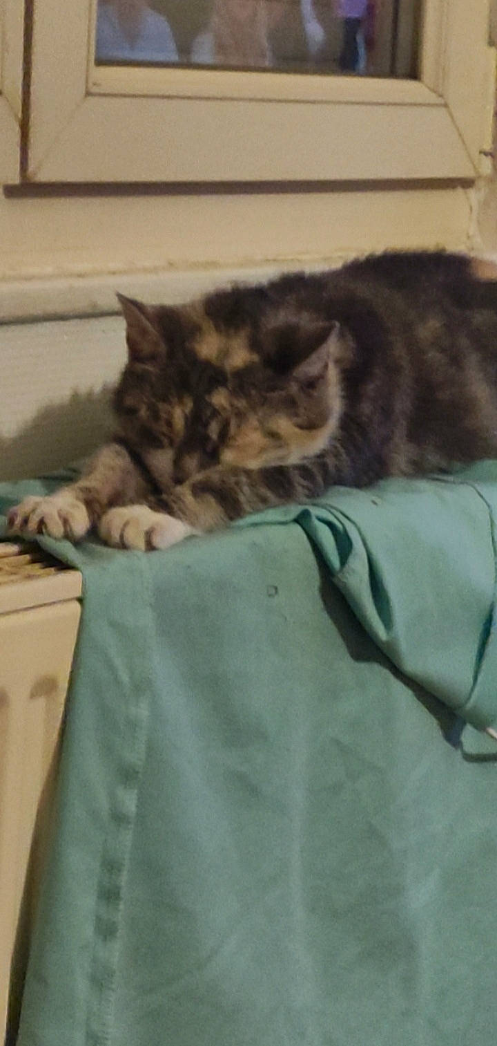 Myrtille a rejoint le concours — aidez-le/la à gagner de superbes lots ! bag, bed, bedding, carnivore, cat, claw, comfort, domestic_short_haired_cat, felidae, fur, grey, linens, nap, room, sleeve, small_to_medium_sized_cats, snout, tail, textile, whiskers