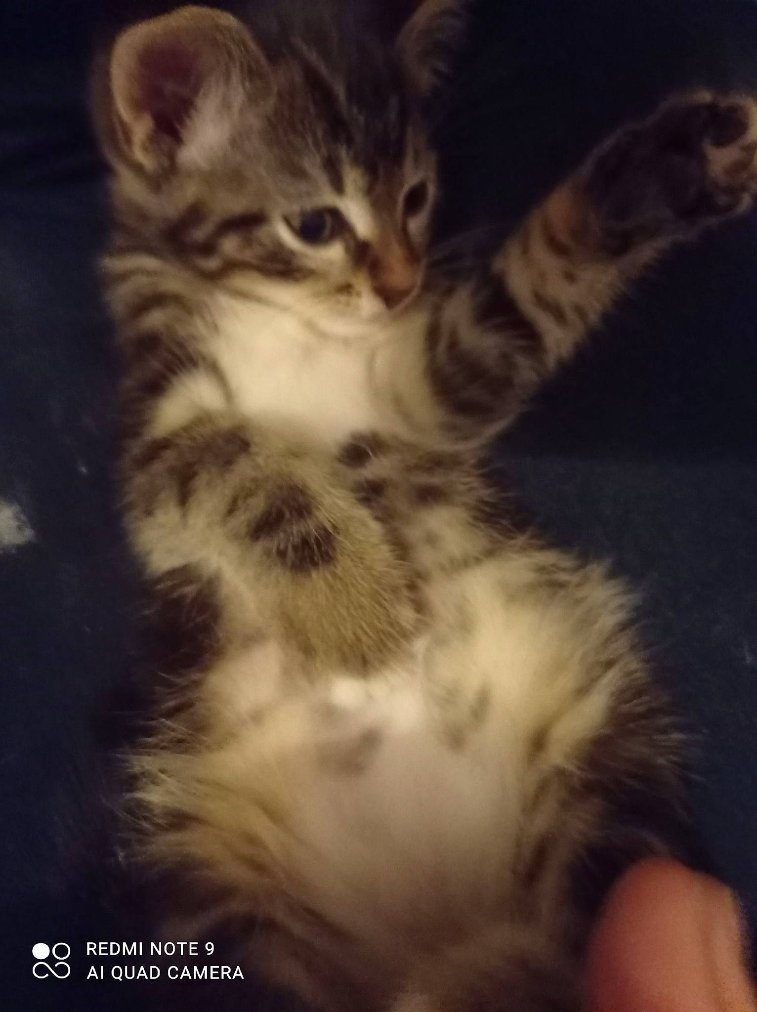 Savane participe au concours pour gagner de l'argent avec cette photo : carnivore, cat, claw, cloud, comfort, darkness, domestic_short_haired_cat, felidae, fur, metal, meteorological_phenomenon, night, paw, sky, small_to_medium_sized_cats, snout, tail, terrestrial_animal, whiskers, wildlife