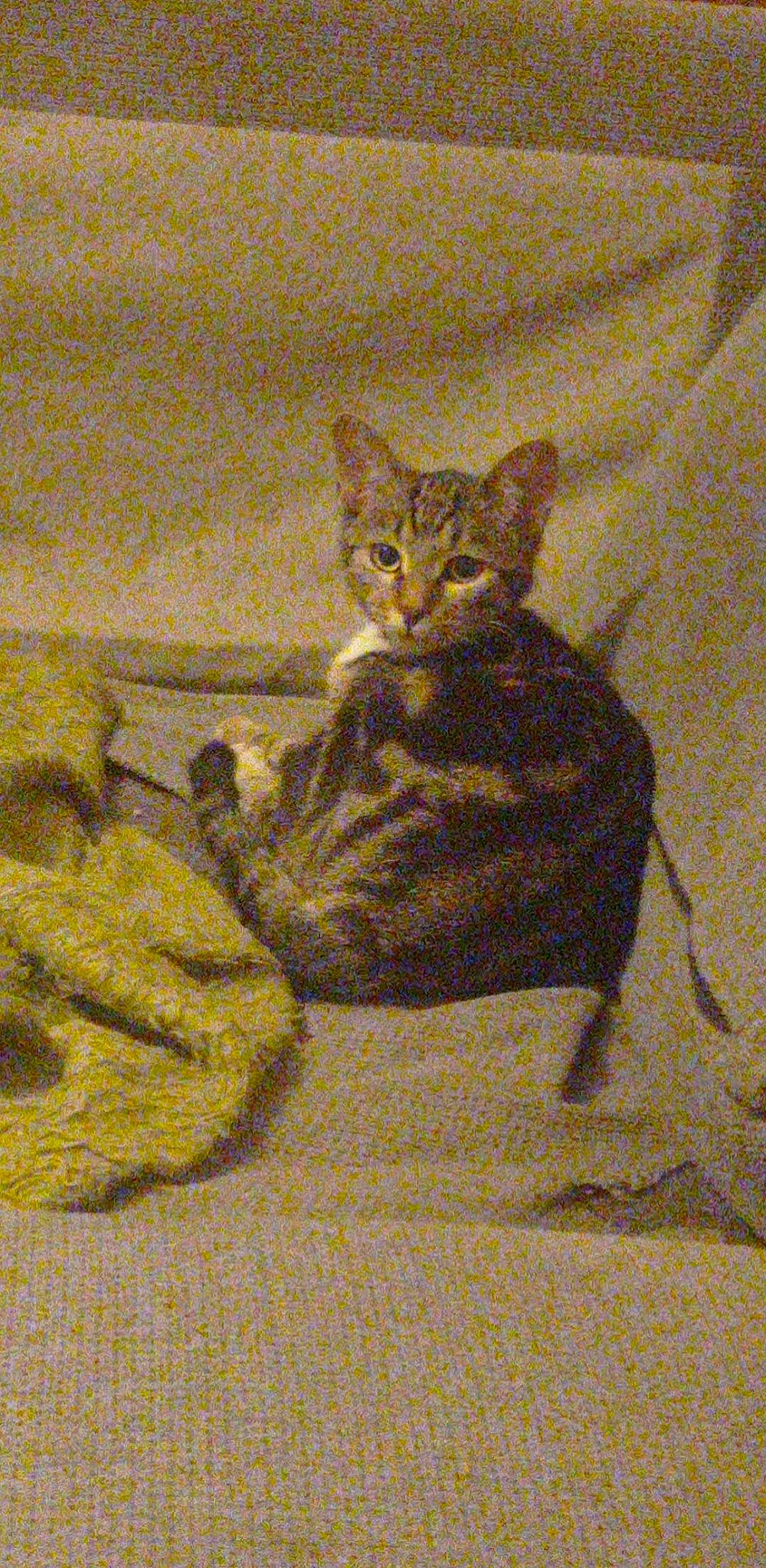 Savane a rejoint le concours — aidez-le/la à gagner de superbes lots ! art, carnivore, cat, domestic_short_haired_cat, drawing, felidae, illustration, painting, sitting, small_to_medium_sized_cats, tail, terrestrial_animal, visual_arts, whiskers