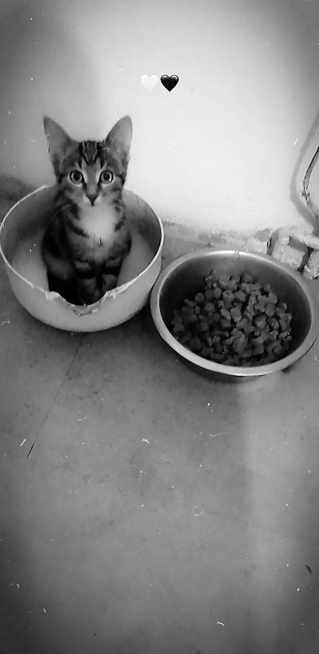 Savane a rejoint le concours — aidez-le/la à gagner de superbes lots ! animal_feed, black_and_white, bowl, carnivore, cat, cat_supply, dishware, drinkware, felidae, food, grey, liquid, monochrome, monochrome_photography, pet_supply, recipe, serveware, small_to_medium_sized_cats, tableware, whiskers