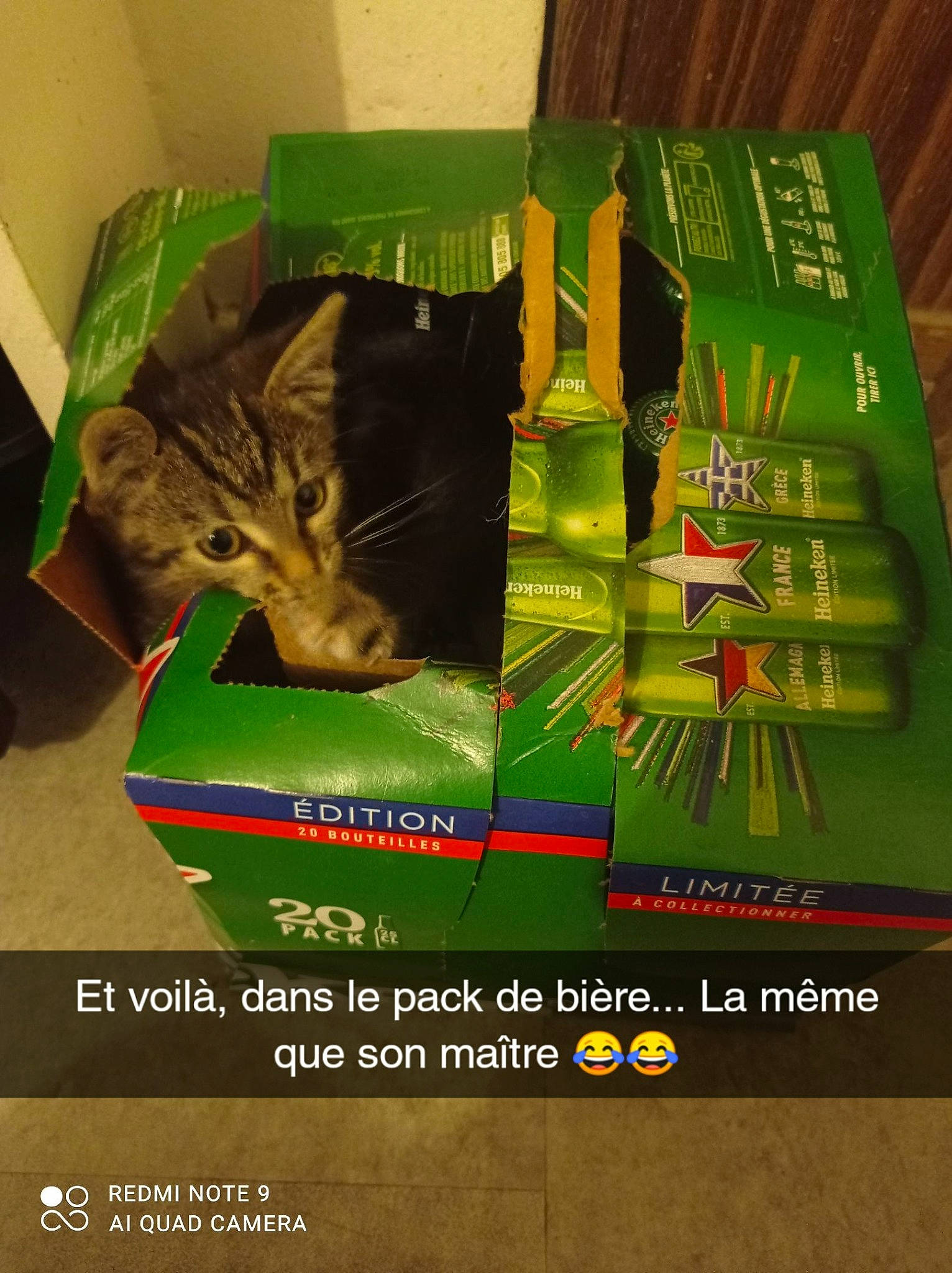 Savane participe au concours pour gagner de l'argent avec cette photo : advertising, book, book_cover, box, carnivore, cat, cat_supply, domestic_short_haired_cat, felidae, font, graphic_design, grass, paper_bag, paper_product, publication, small_to_medium_sized_cats, terrestrial_plant, whiskers